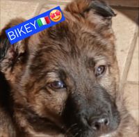 2025 Bikey is a puppy male of about 2.5 months old Chatted on medium size Lovely, playful and social Living with a host family i