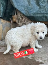 Eros.orzotje and blitzz������������❤️ These sweethearts are 3 maremmas Males of approximately 1.5 months old They were saved from death