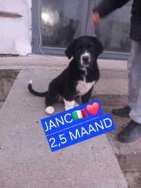 2025 Janc is a 2.5 month old male He is one of 2 puppies that survived out of 11 that were found on the street He is now in she