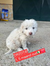 Eros.orzotje and blitzz������������❤️ These sweethearts are 3 maremmas Males of approximately 1.5 months old They were saved from death