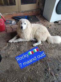 Rocky is a 7 month old maremma puppy male He lives with one of our rescuer's host families in the southern Italy region of Campa