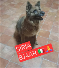 SOS!!!! Siria is an 8-year-old Belgian shepherd and we are urgently looking for a new owner She is very sweet and social and has