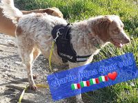 Charlie is a male of 1.5 years old and weighs around 18kg, so he is a medium size He is very social and sweet to people and animals He is currently in a chelter where he really shouldn't be He is good with other dogs and very friendly towards people Who has a place available for this sweetheart with a garden, that would be fantastic Microchipped, vaccinated, rabbies, dewormed, flea-free and neutered, tested for southern diseases and will have his European passport and health certificate with him from the vet Our dogs come with recognized beautiful dog transport where they can find space and relax For information or interest in the Netherlands and Belgium Sandra Dogsmom Vanden Eynde pm or 0032495210111 John Van der Velden +31 6 1044711