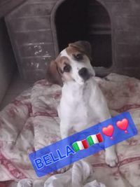 Bella is also a female of Luna's 4-puppy sister Stays in a shelter in southern Italy Is sweet, playful and social, chats with a medium buddy They can travel at the end of February But can already be reserved For information Sandra Dogsmom Vanden Eynde Or John Van der Velden